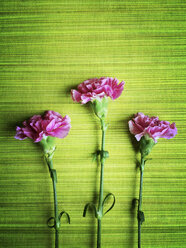 Three carnations - GWF003954