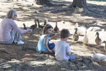 Ältere Frau und ihre Enkelkinder füttern Enten - ZEF004756