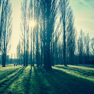 Belgium, Antwerp, Sun behind trees - PATF000050