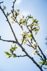 Blossoming fruit tree - BZF000141