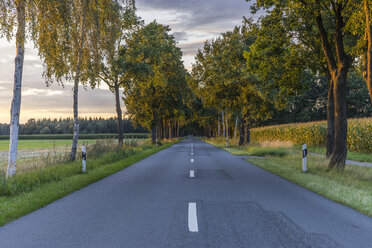 Deutschland, Gifhorn, Baumallee am Abend - PVCF000425