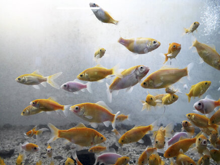 Fish swimming in fresh water aquarium - JMF000340