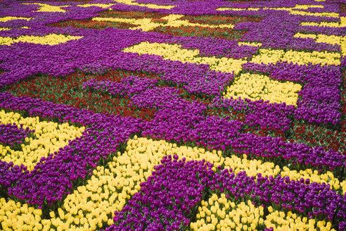 Turkey, Istanbul, tulip fields - FLF000946