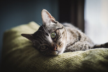 Portrait of a cat on the top of a couch - RAEF000175
