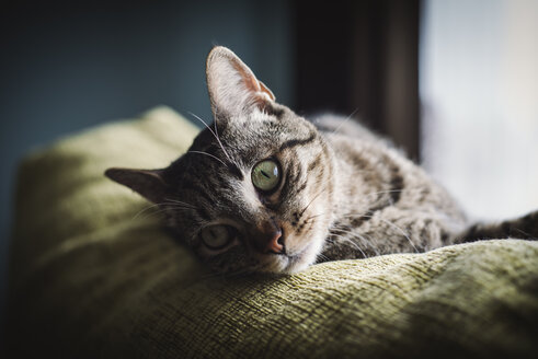 Porträt einer Katze auf einer Couch - RAEF000175