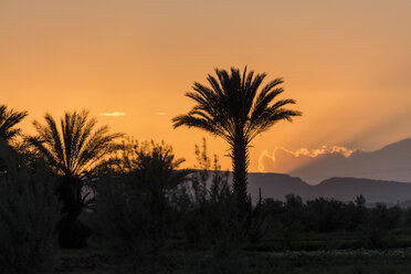 Marokko, Talmasla, Palmen bei Sonnenuntergang - HSKF000021