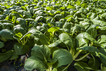 Deutschland, Bio-Bok Choy-Anbau im Gewächshaus - TCF004656