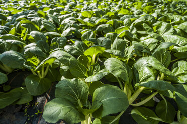 Germany, Organic bok choy growing in greenhouse - TCF004656