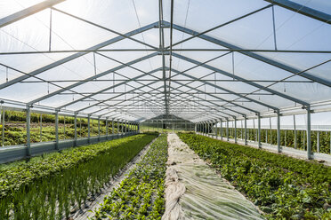 Germany, Organic herbs and kohlrabi growing in greenhouse - TCF004657