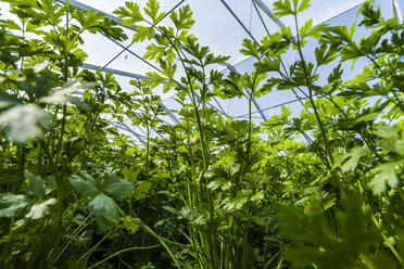 Germany, Organic parsley growing in greenhouse - TCF004658