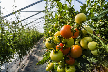 Germany, Organic tomatoes growing in greenhouse - TCF004659