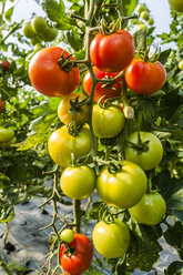 Germany, Organic tomatoes growing in greenhouse - TCF004660