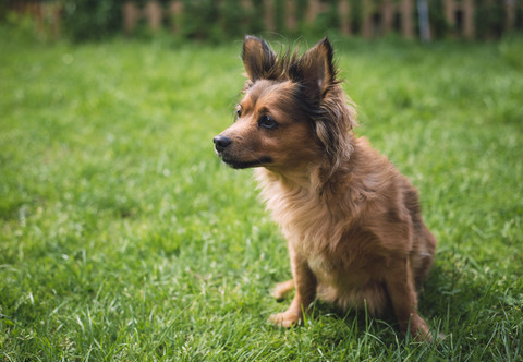 Mischlingshund auf einer Wiese sitzend, lizenzfreies Stockfoto