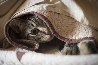 Tabby cat hiding under a blanket - RAEF000168