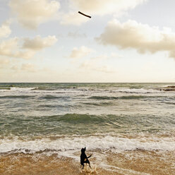 Hund läuft nach einem Stock ins Wasser, Strand, Palma, Mallorca - MSF004554