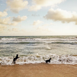 Zwei Hunde spielen am Strand mit Wellen, Palma, Mallorca - MSF004555