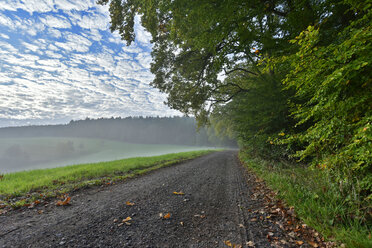 Germany, Spessart, Aschaffenburg, dirt track at forest - FDF000087