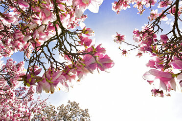 Germany, Aschaffenburg, blooming Magnolia trees - FDF000091