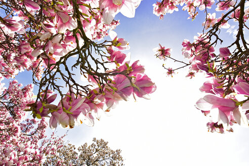 Deutschland, Aschaffenburg, blühende Magnolienbäume - FDF000091