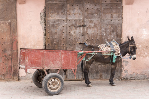 Marokko, Marrakesch, Esel mit Anhänger, lizenzfreies Stockfoto