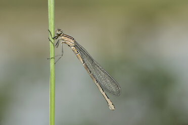 Blaue Adonislibelle am Grashalm hängend - MJOF000980