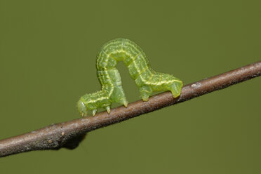 Alsophila aescularia auf einem Zweig - MJOF000982