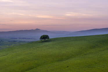 Italien, Toskana, Val d'Orcia, Hügellandschaft mit einzelnem Baum in der Morgendämmerung - MKFF000194