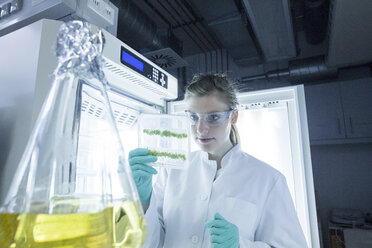 Young female scientist working at biological laboratory inspecting samples - SGF001569