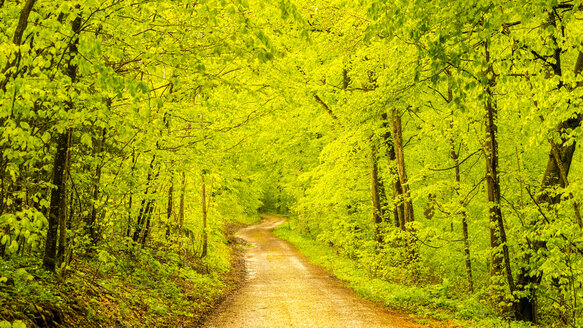 Deutschland, Baden-Württemberg, Schwäbische Alb, Waldweg im Frühling - WGF000645