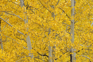 USA, Wyoming, Grand Teton National Park, aspen trees with autumn foliage - RUEF001584