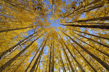 USA, Wyoming, Grand Teton National Park, Espenbäume mit Herbstlaub - RUEF001587