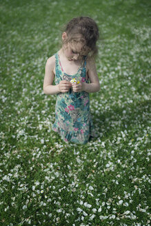 Little girl kneeling on meadow with scattered apple blossoms holding daisies in her hands - OPF000056