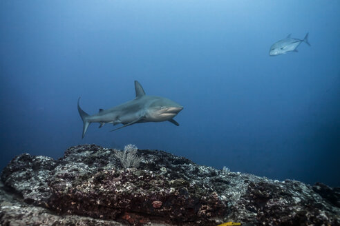 Costa Rica, Galapagos-Hai, Carcharhinus galapagensis und Fisch - ZC000228