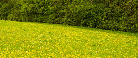 Deutschland, Blühende Löwenzahnwiese - WGF000646