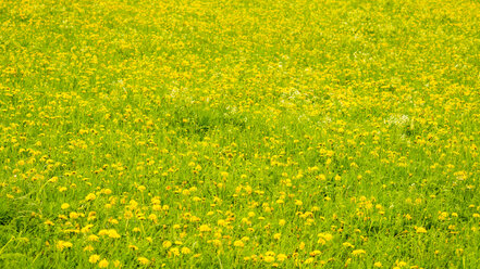 Germany, Flowering dandelion meadow - WGF000647