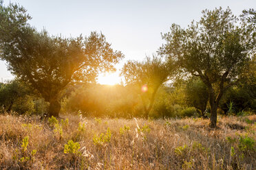 Greece, Corfu, olive orchard at sunset - EGBF000064