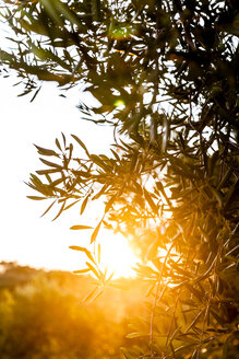Griechenland, Korfu, Olivenbaum im Gegenlicht - EGBF000065