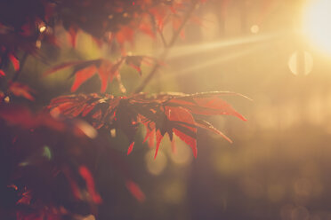 Rote Ahornblätter im Abendsonnenlicht - SARF001788