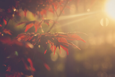Rote Ahornblätter im Abendsonnenlicht - SARF001788