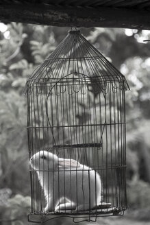 Kuba, Guanabo, Kaninchen im Vogelkäfig - FBF000381