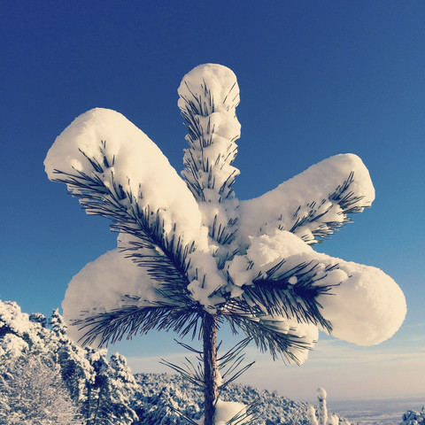 Deutschland, Pfälzerwald, Tannenzweig im Schnee, lizenzfreies Stockfoto