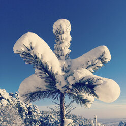 Deutschland, Pfälzerwald, Tannenzweig im Schnee - GWF004015