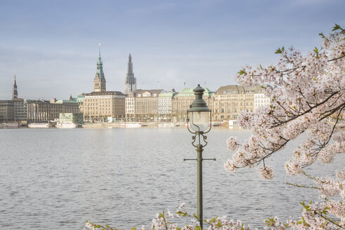 Germany, Hamburg, blossoming cherry tree at Binnenalster - NKF000259