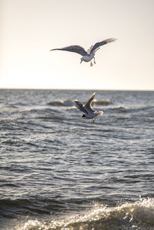 Deutschland, Ostsee, Möwen auf der Jagd - ASCF000176