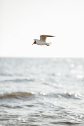 Germany, Baltic Sea, flying seagull - ASCF000178