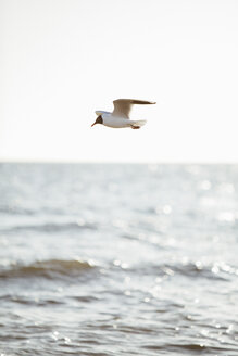 Deutschland, Ostsee, fliegende Möwe - ASCF000178