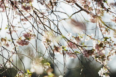 Blossoming Almond Tree - ASCF000179