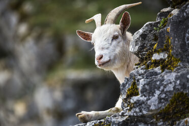 Germany, portrait of a goat - STSF000784