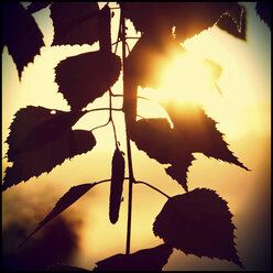 Birch leaves in backlight - HOHF001348