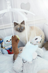 Baby lying in crib with cat looking at cuddly toys - STKF001217